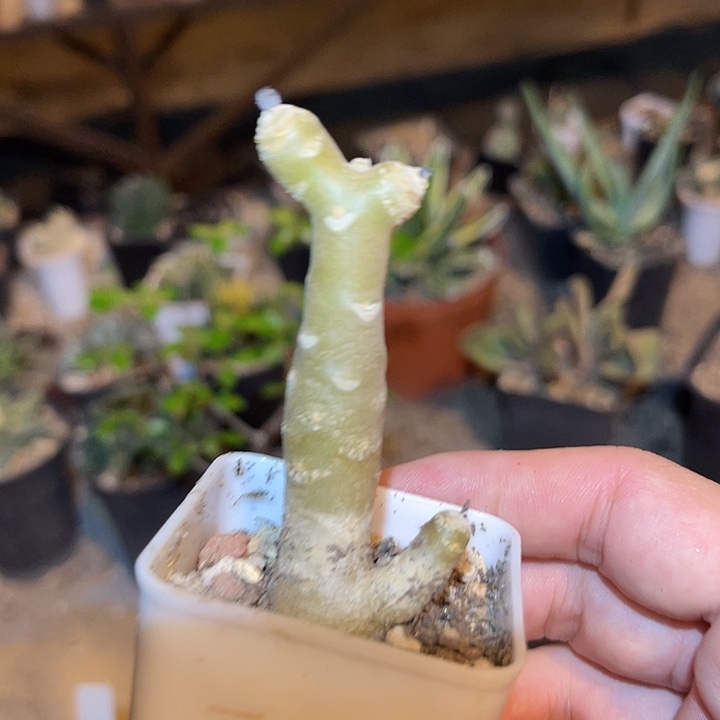 无花朵雪露厚敦菊一物一拍