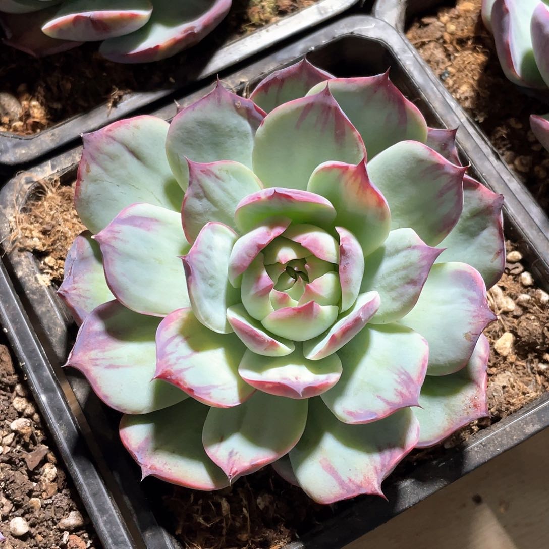 多肉植物多肉植物