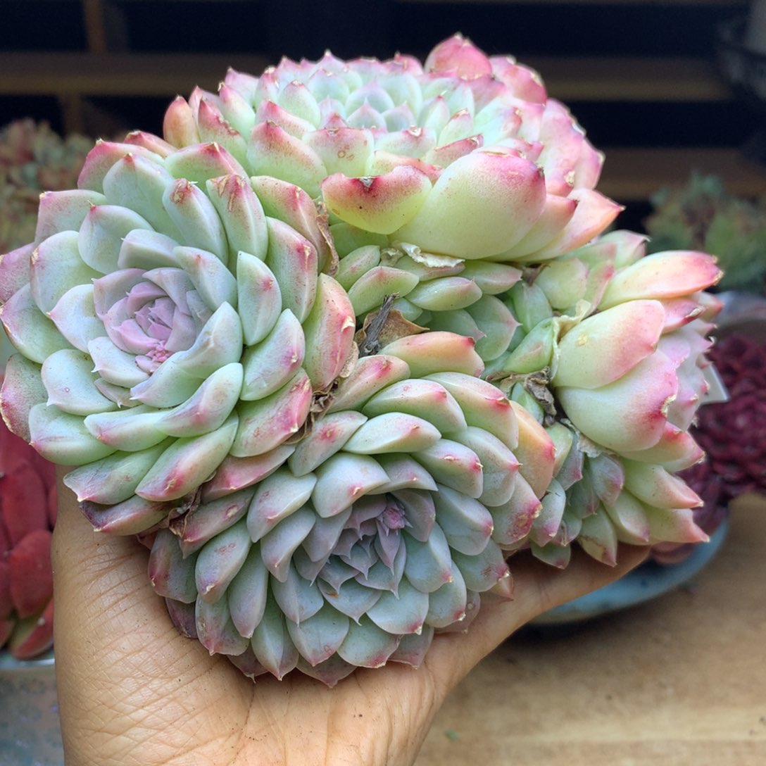 2557杂交精品基地15冠