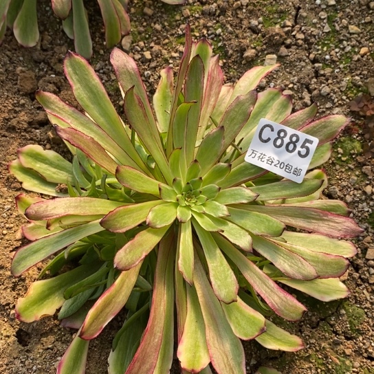 885美姬多肉植物