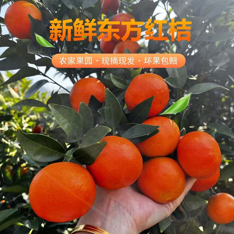 四川东方红桔大红袍橘子薄皮新鲜当季新鲜红皮柑橘陈皮原料批发