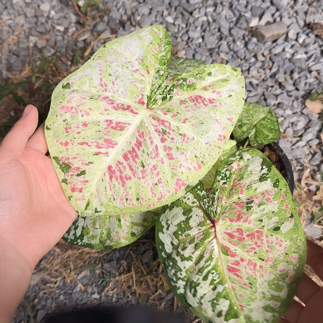 完全开放D208新品种子