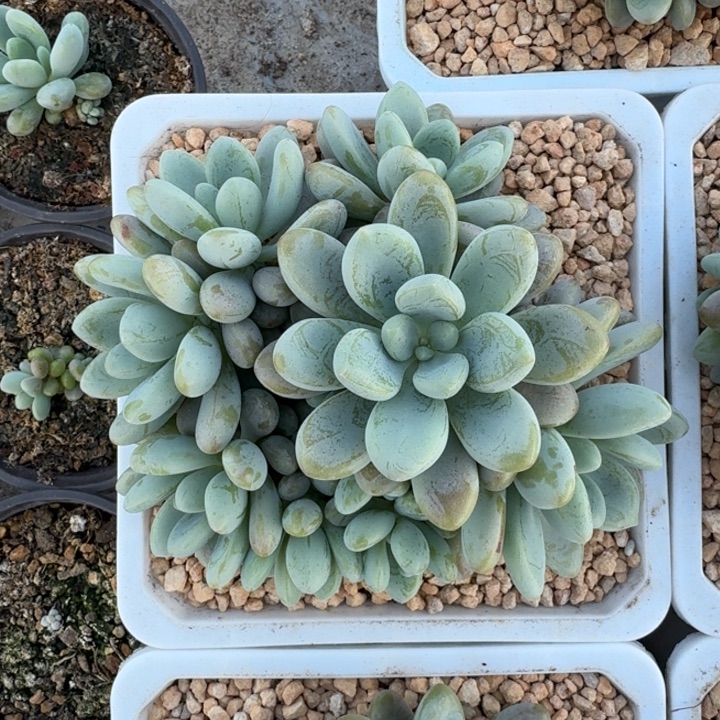 海妮亚 群生  一物一拍