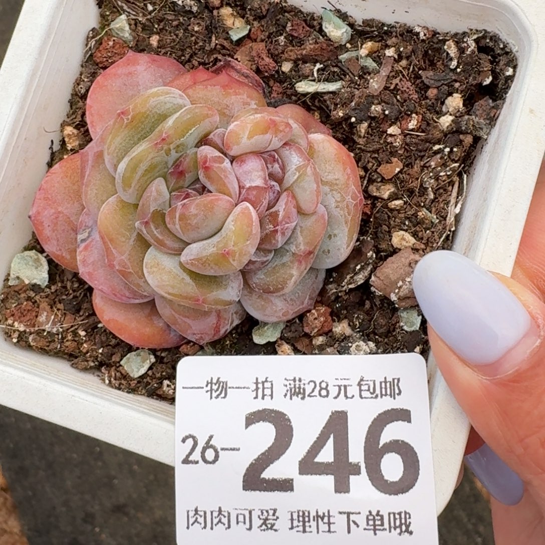 石化石榴籽无盆土发货