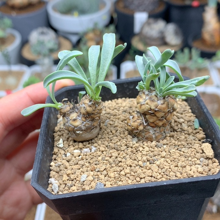 苏铁厚敦菊带盆多肉