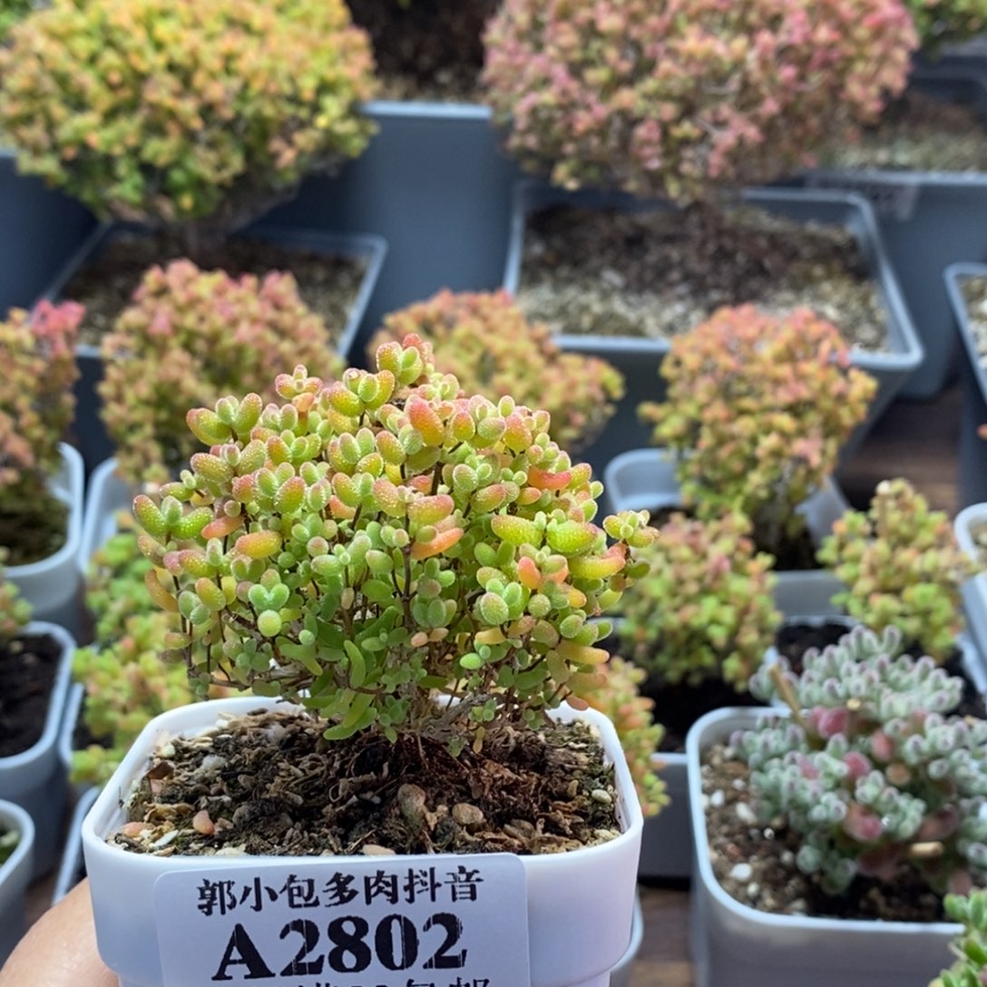 我****蜜橘糖球2802枝干番杏