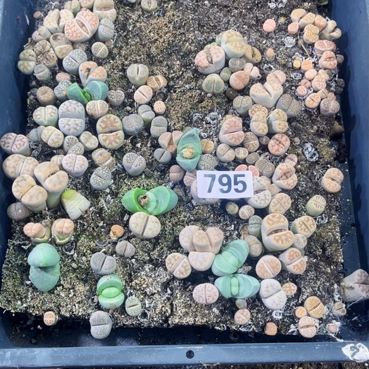 795 生石花一物一图如图带框