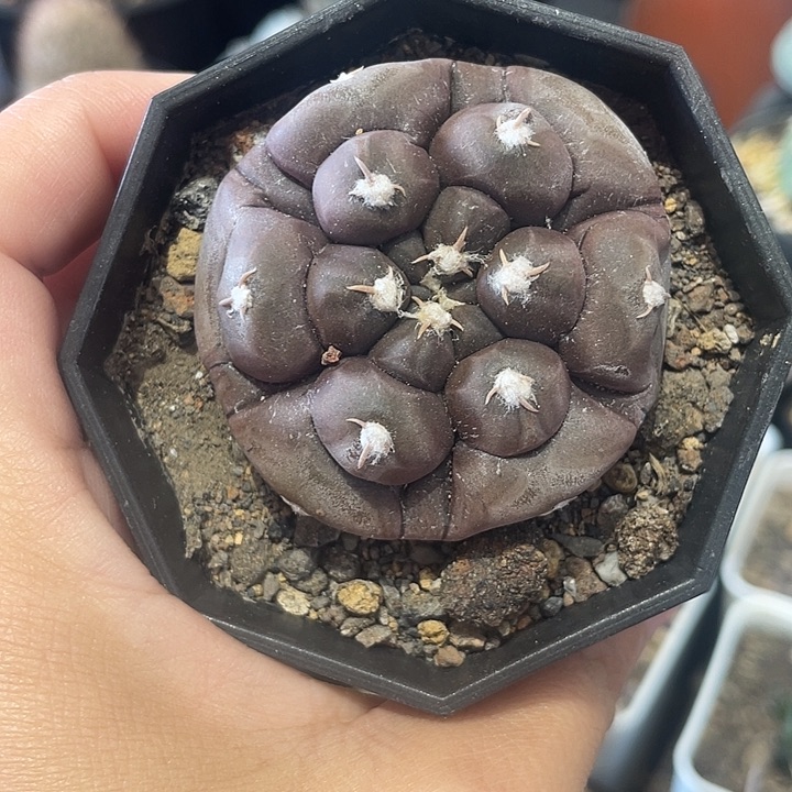 实生铅皮仙人球一颗