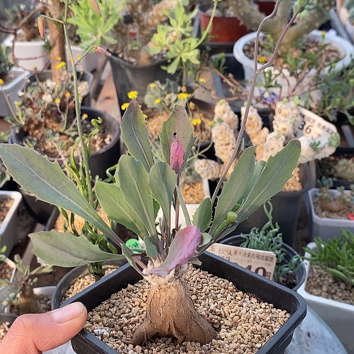 811紫花杂带盆一一