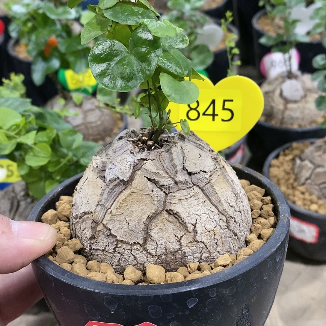 南非龟甲龙龟甲龙