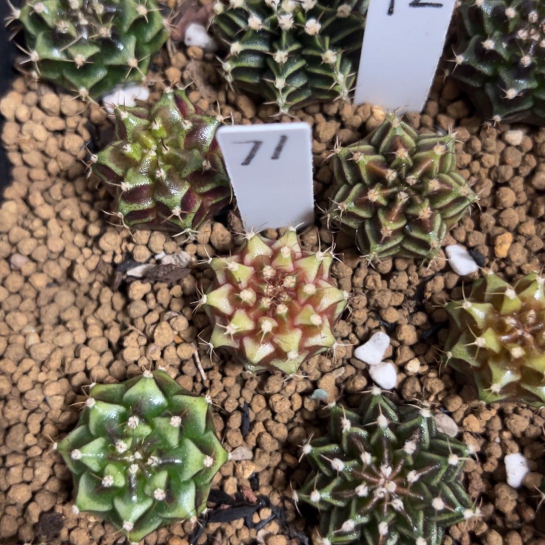 实生米哈锦脱土发货71