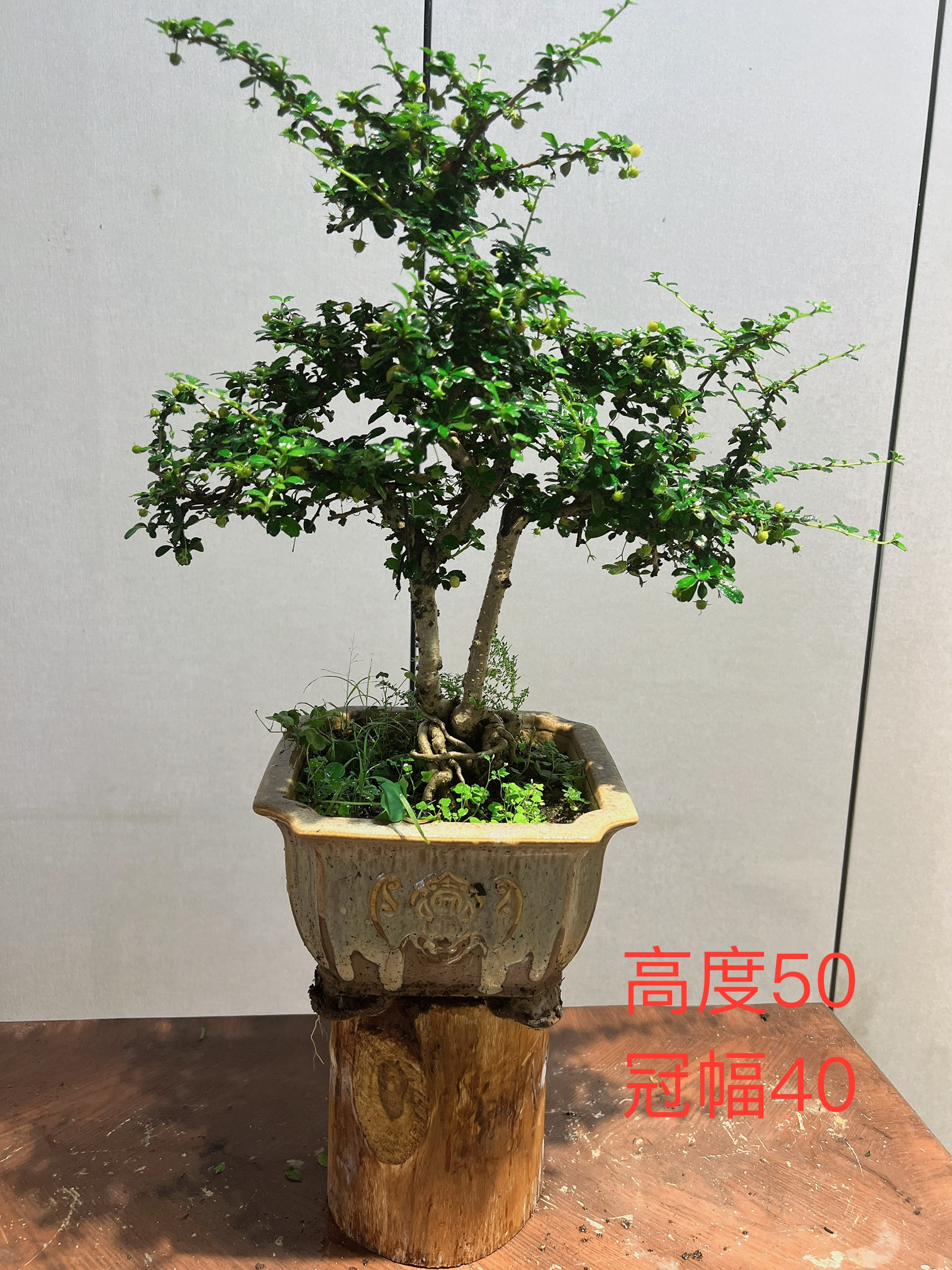 小叶福建茶盆栽适合摆放在书桌办公桌