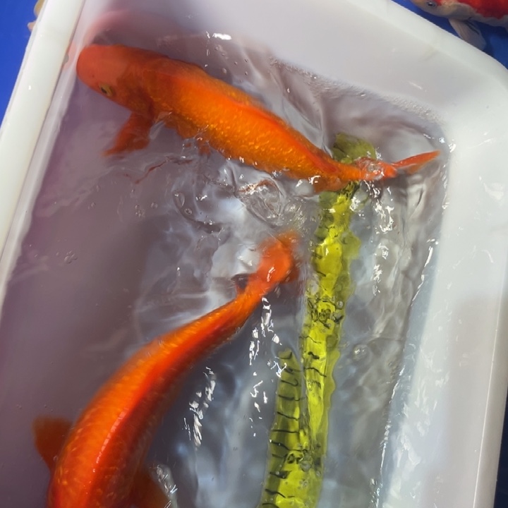 锦鲤锦鲤红白火鲤