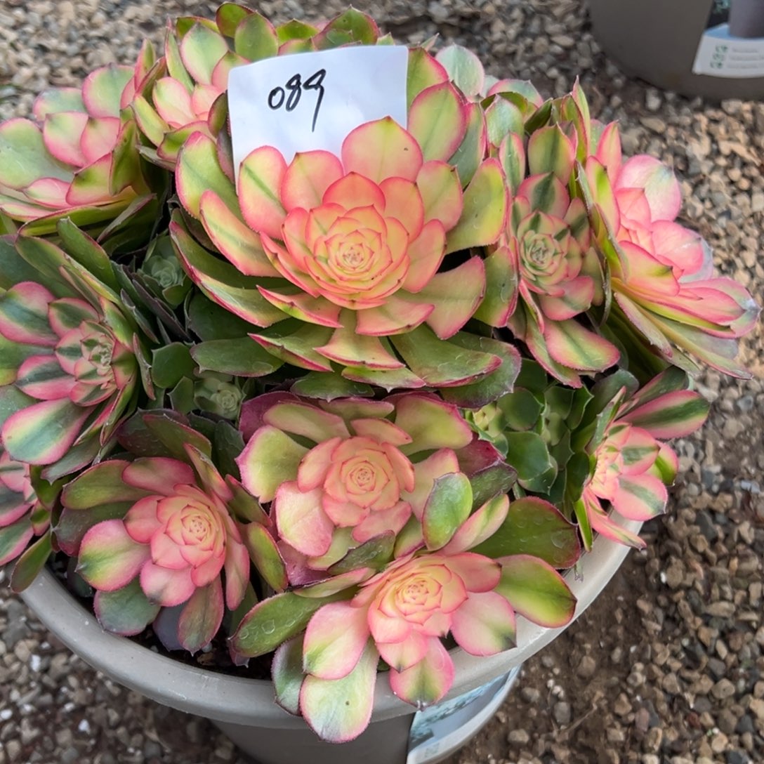 089多肉法师红荔枝一个