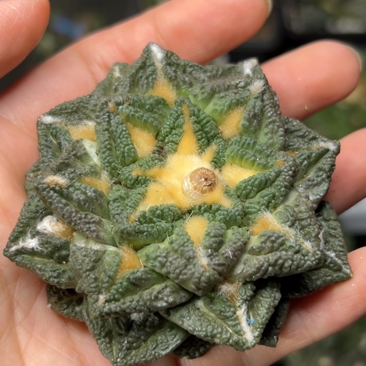 青****店154 仙人球的故事是