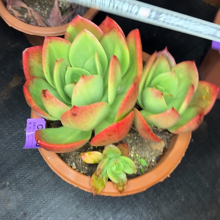 腾云274 多肉植物一物一拍