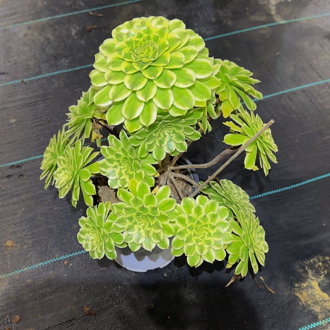 多肉植物碧浪老庄