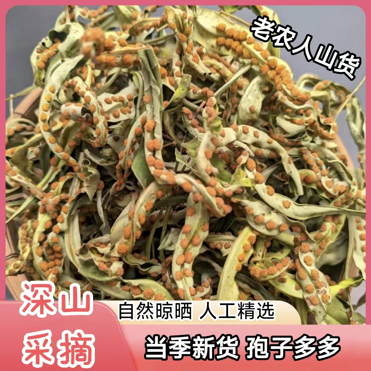 【深山化-石-草】广西大山野挖融石草 肾精草根茎 嗷嗷叫/煮水/泡水