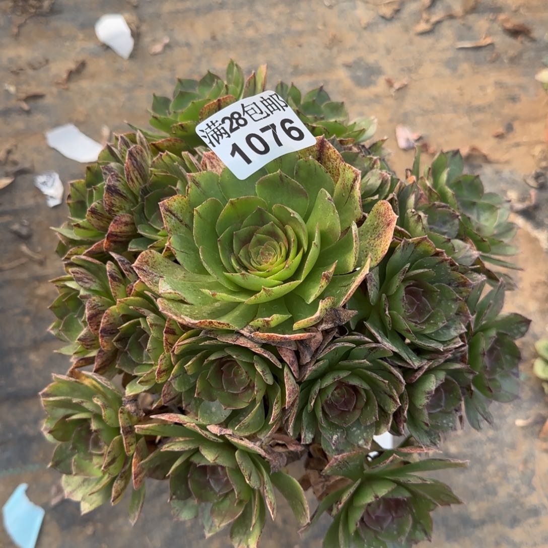 万拉丝多肉1076满28包邮断枝不包
