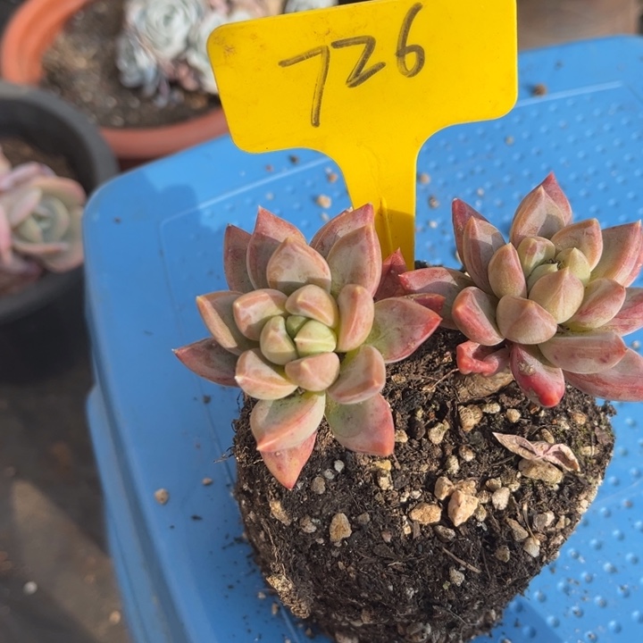 726多肉557888778888888