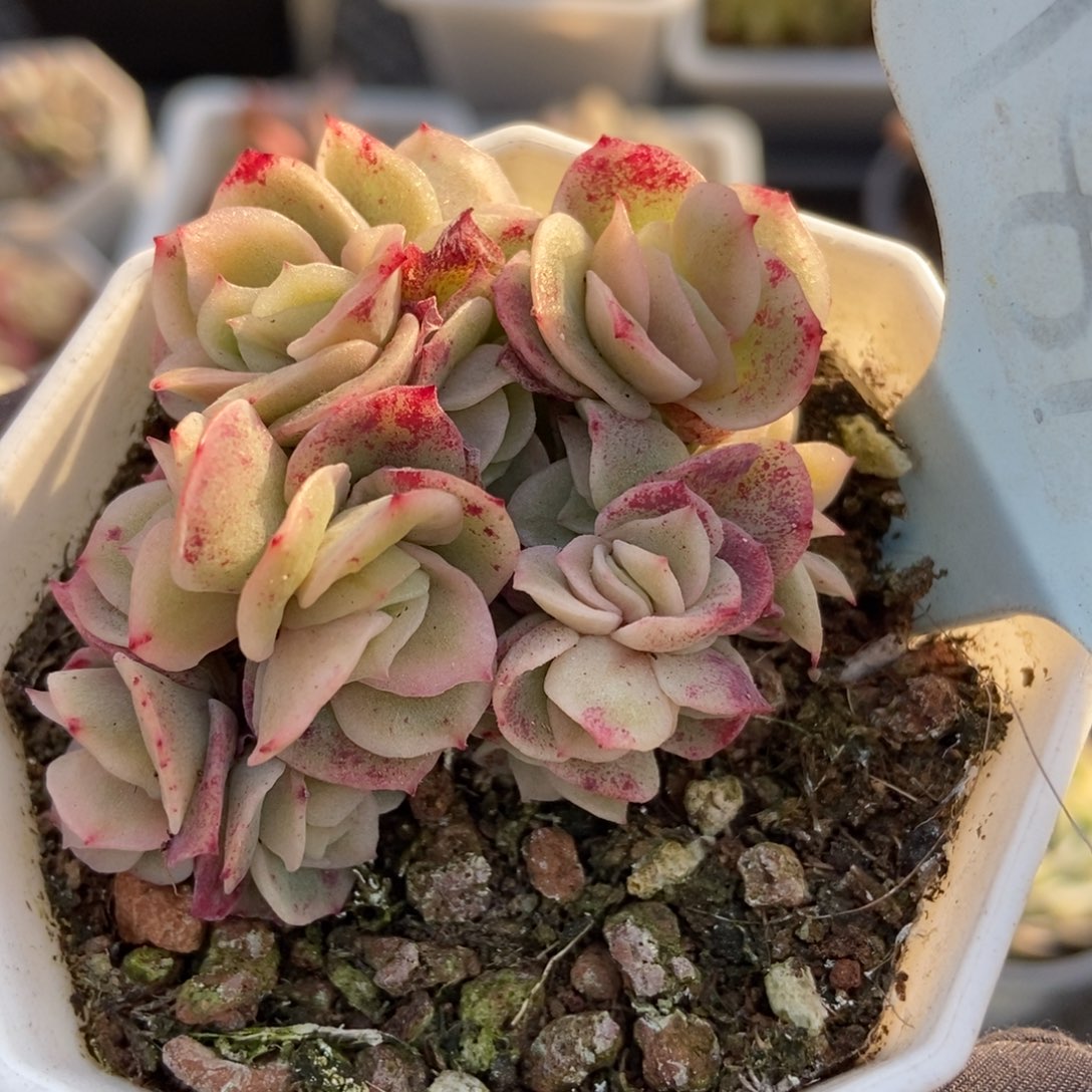 1819冰玫瑰锦多肉