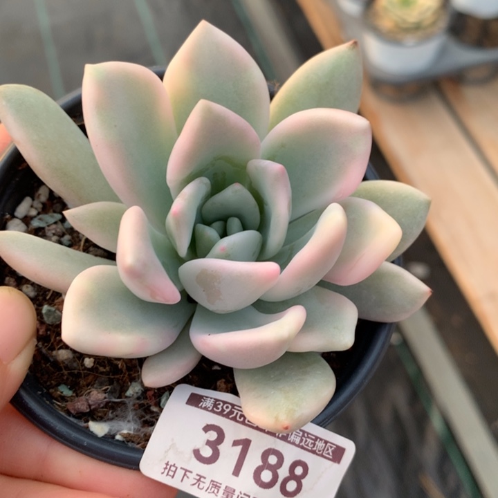 奥普琳娜锦多肉植物