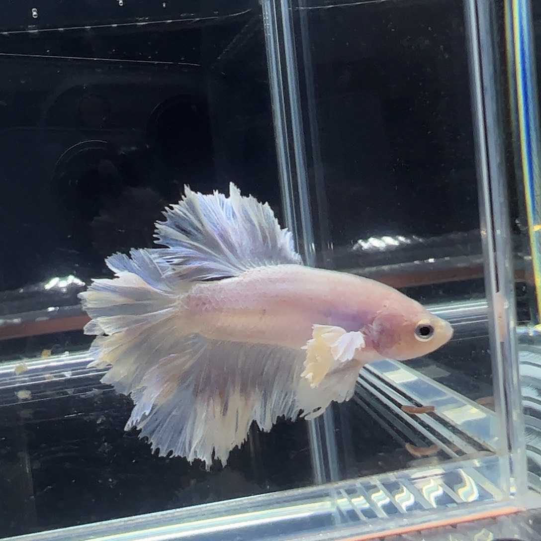 斗鱼编号10直播链接