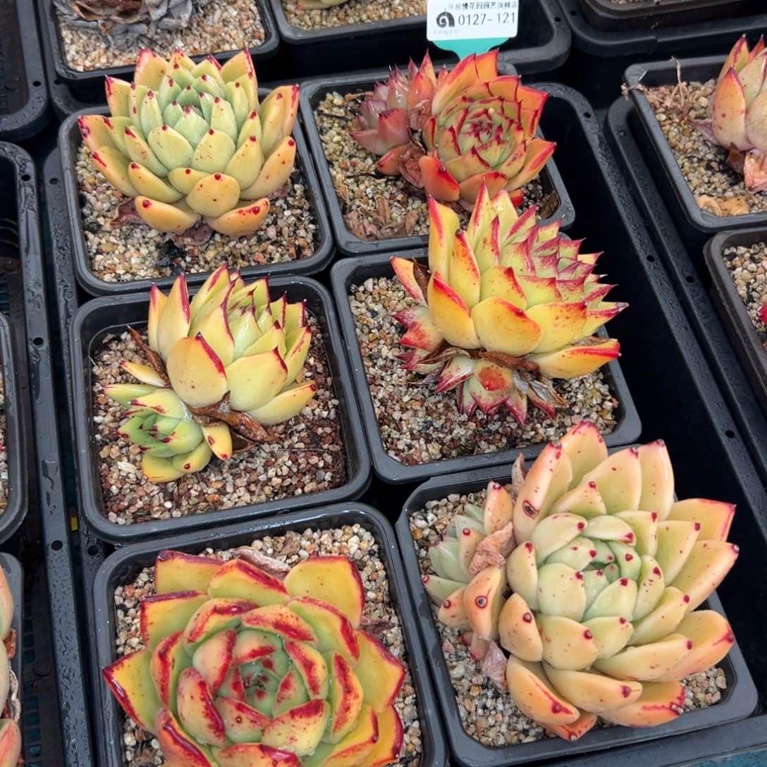 多肉一物一拍0127-121