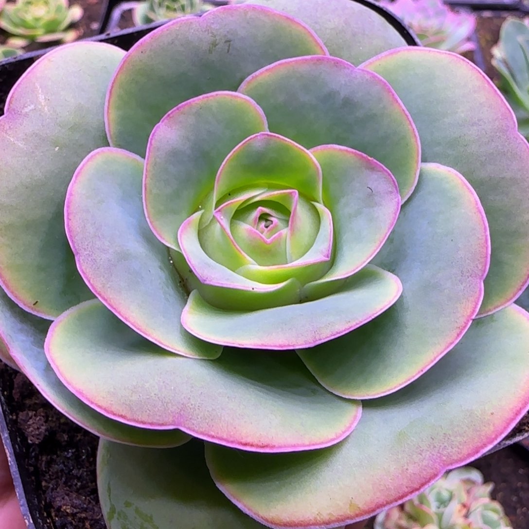 8厘米大包心粉红玫瑰134242727