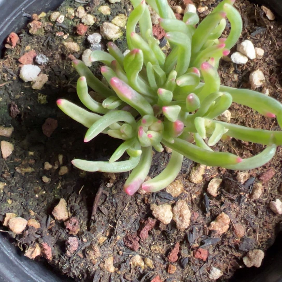 冰化锦120盆老桩福利