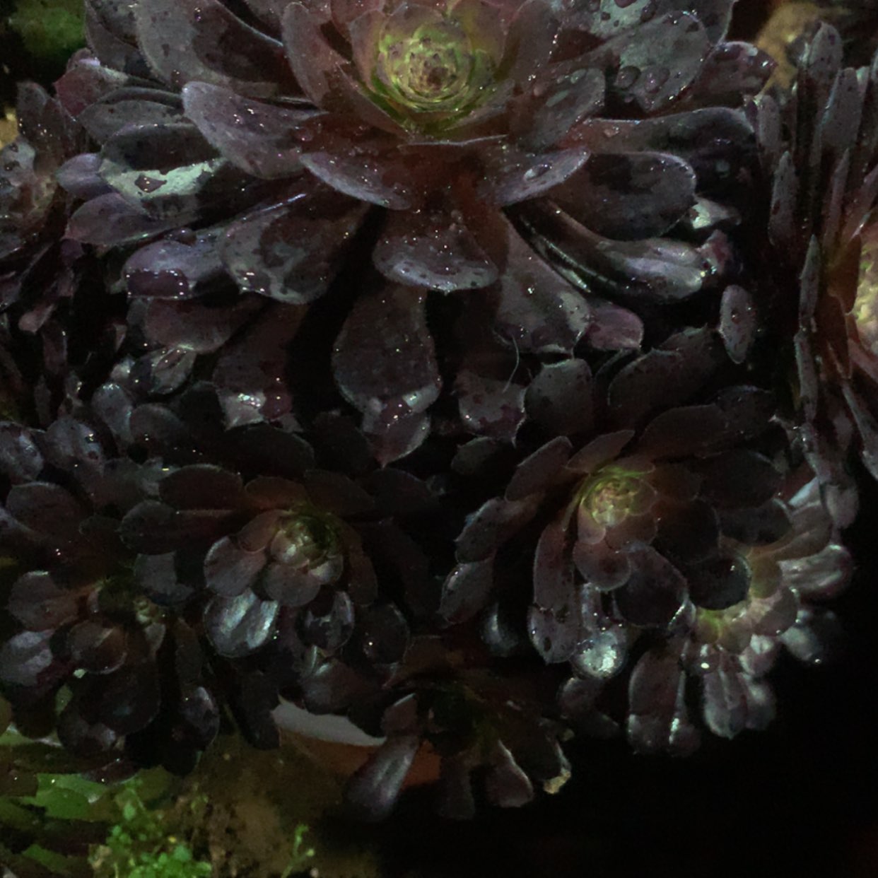 【闪购商品】花**圆740黑铜壶多肉