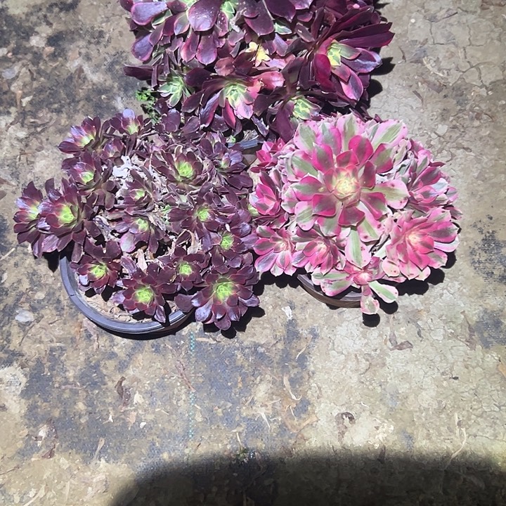 不包侧枝一物一拍45