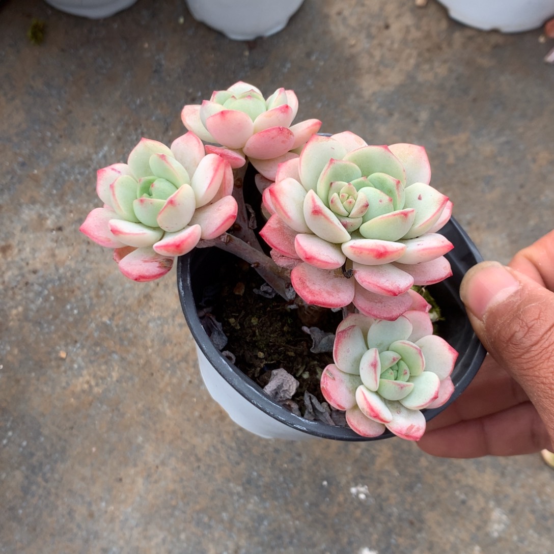 人工增水系统在国内