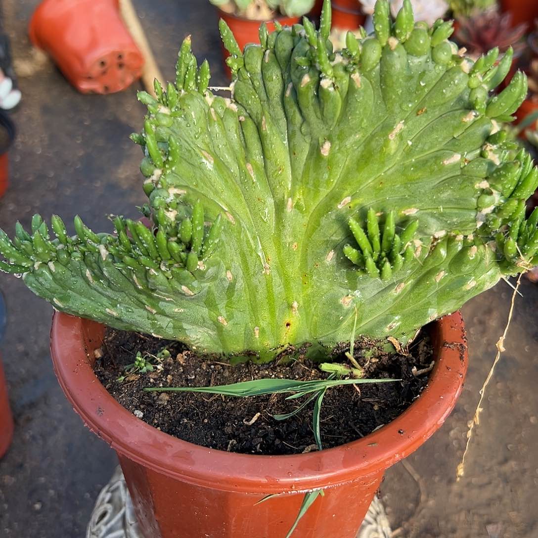 将军缀父母植物植物中央音乐学院
