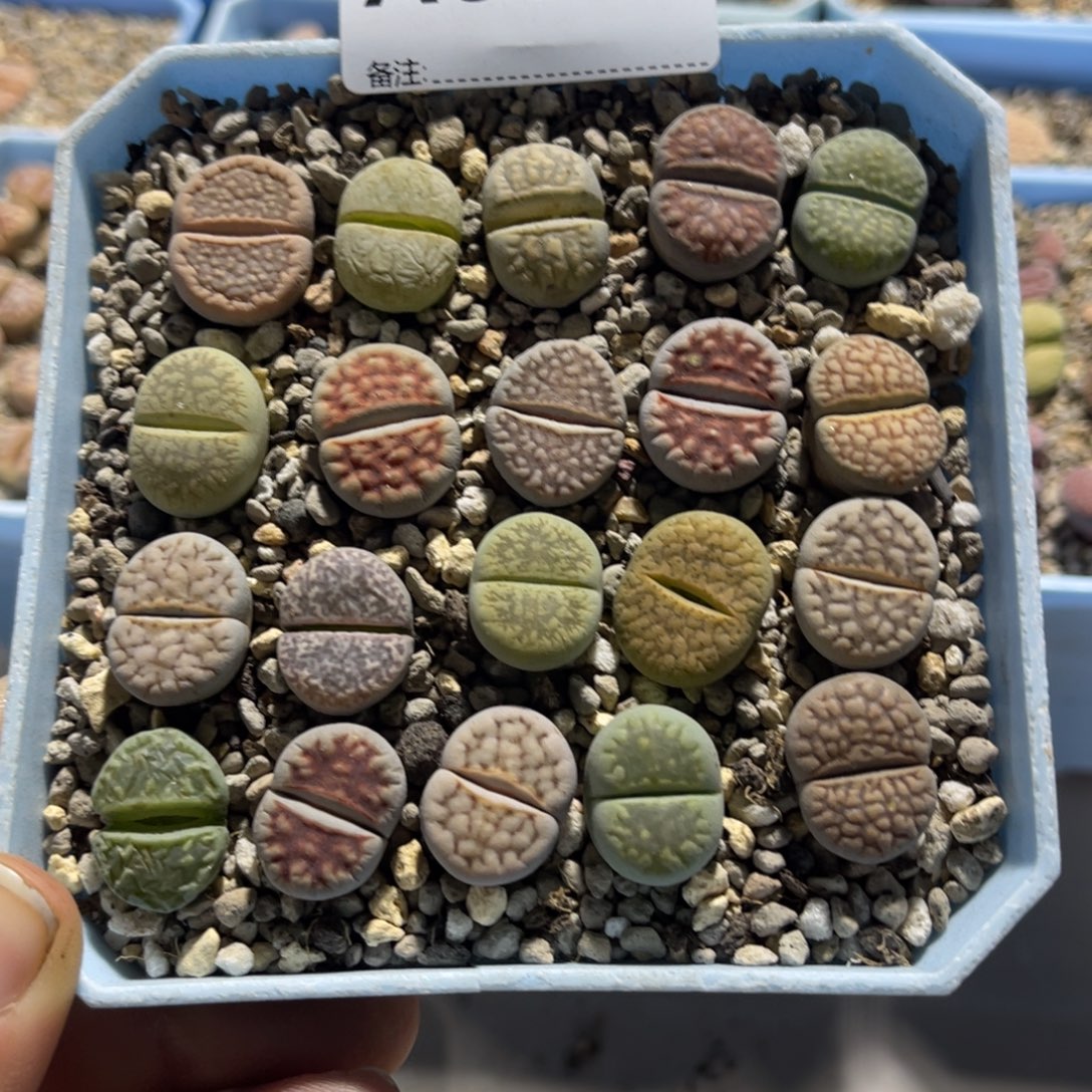 Y***i5501彩拼20颗专拍的