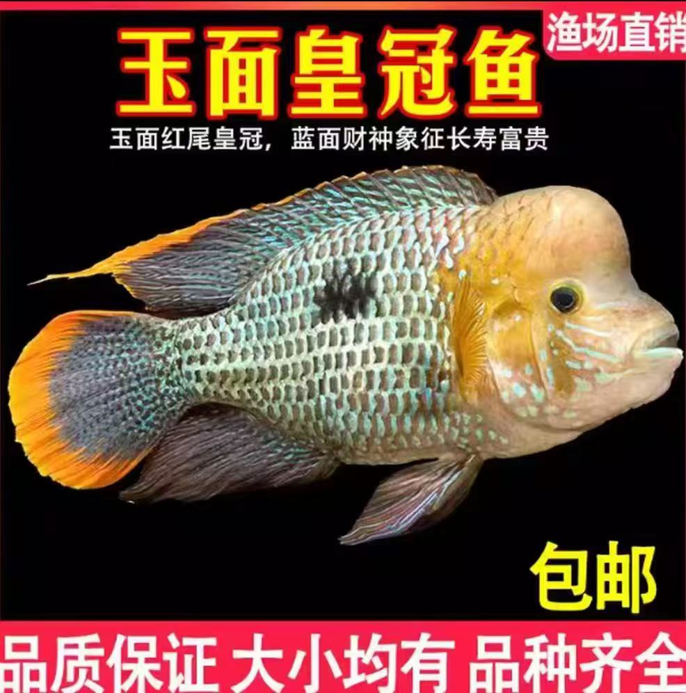 球体玉面皇冠鱼中大型热带观赏鱼可起头耐活淡水鱼