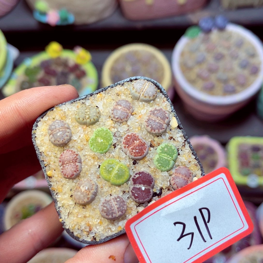 319生石花带盆发1
