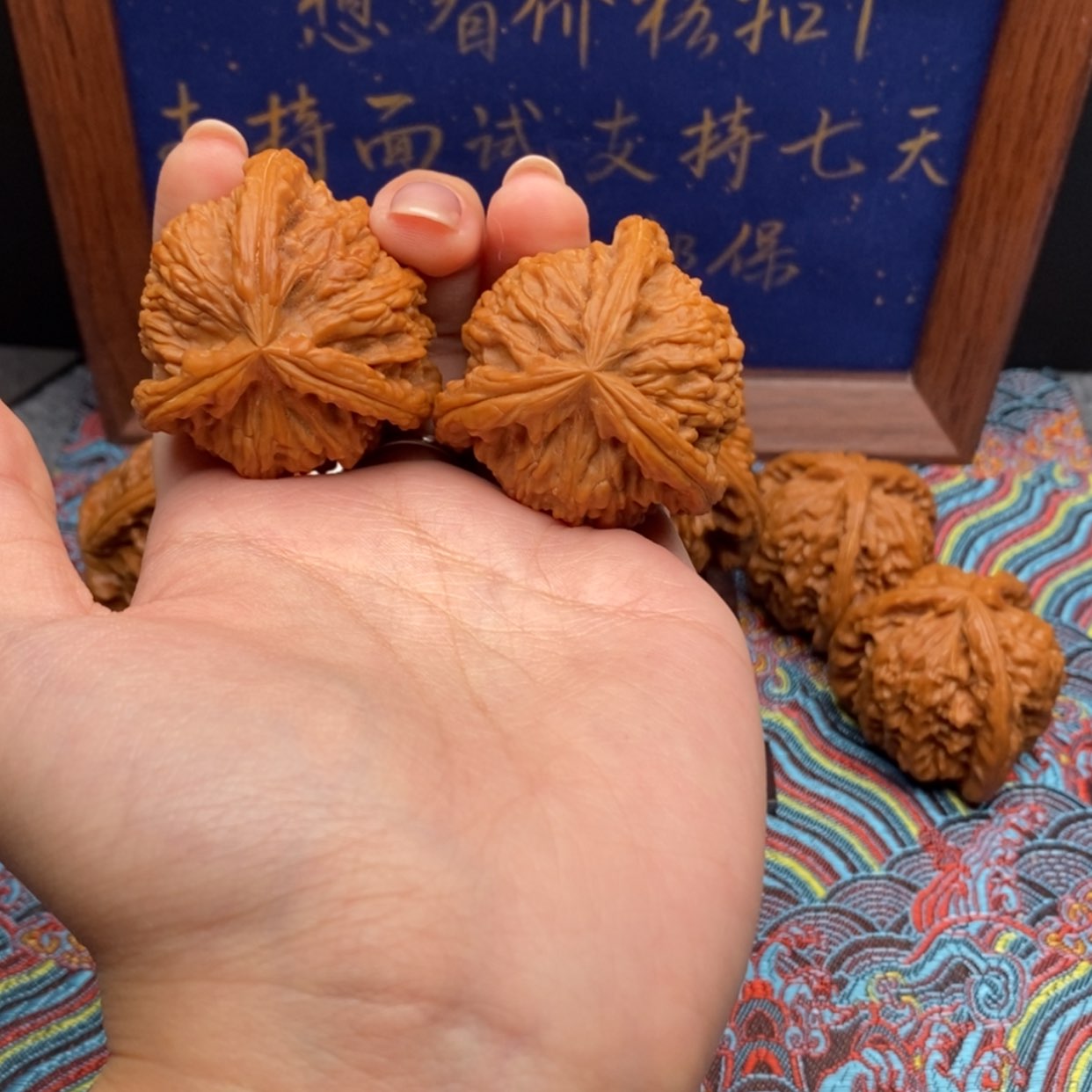 【闪购商品】小**乐白狮