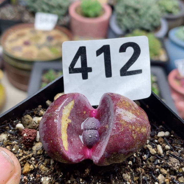 412紫蒂玉带盆l l