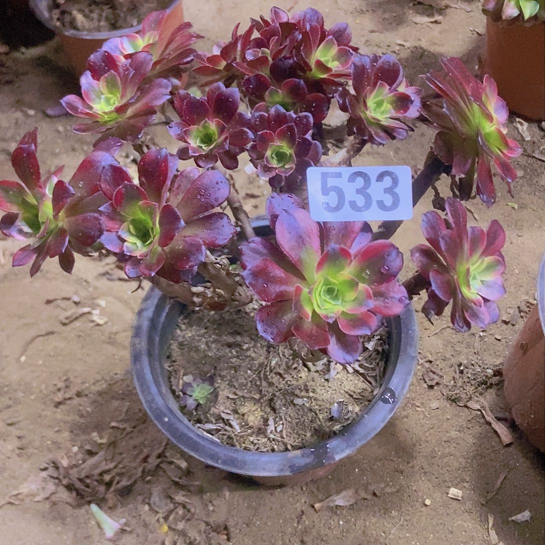 533安娜老庄手捧朵朵微瑕疵