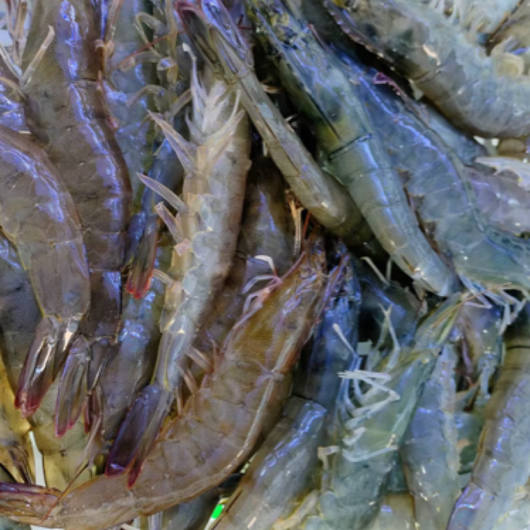 海水大虾128三斤