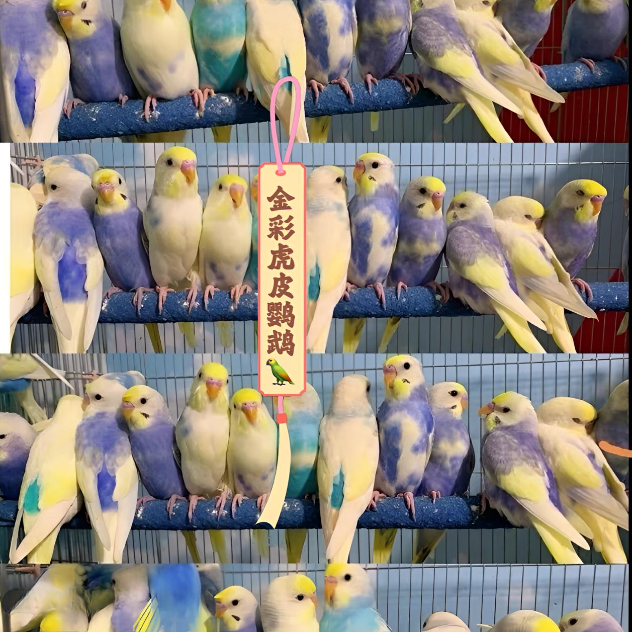 金彩虎皮鹦鹉活宠鸟活物活体鹦鹉双金彩显珍珠彩显隐派