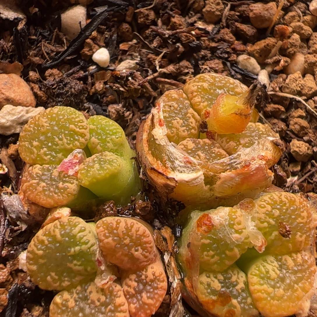 多肉植物百科1254