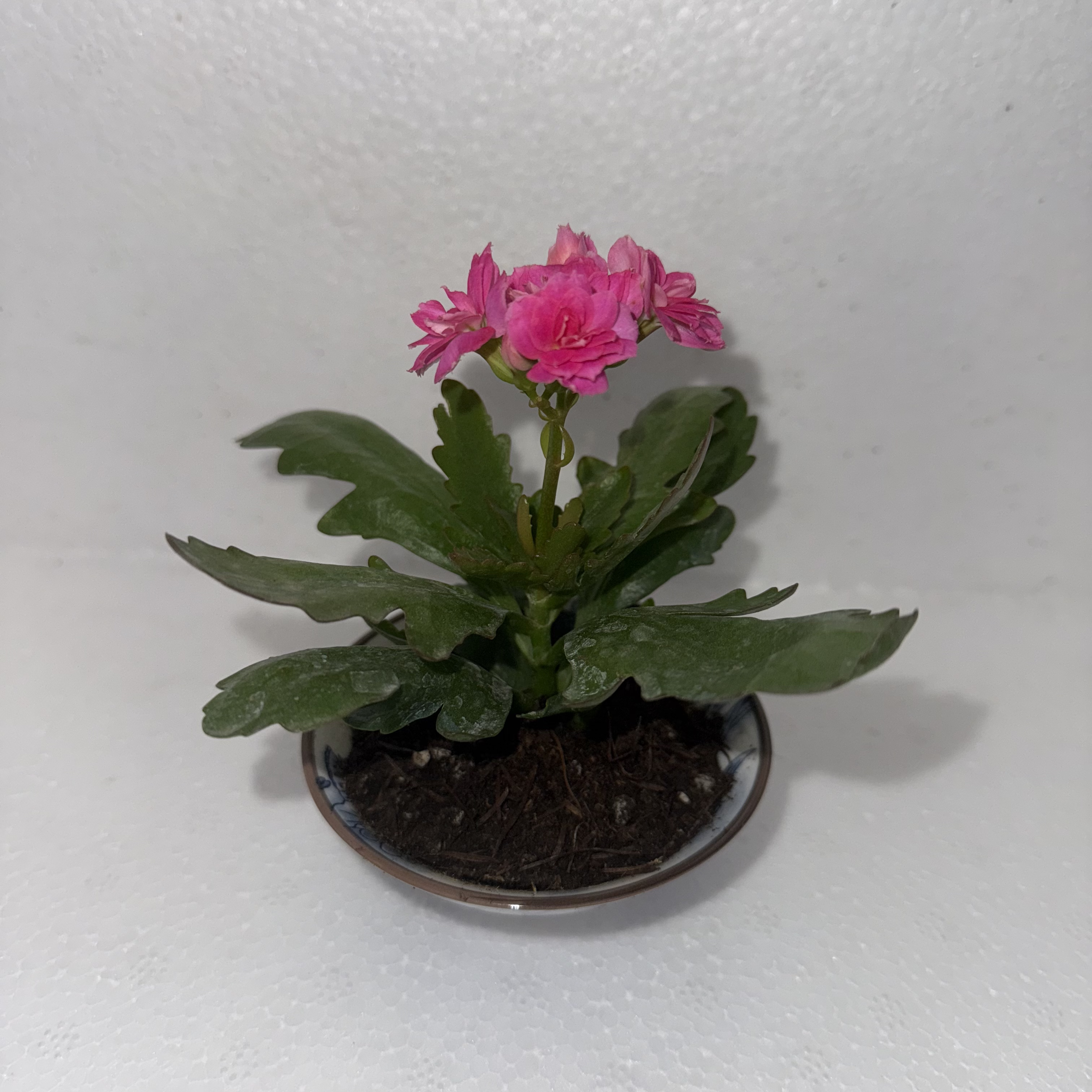 重瓣双头长寿花小苗 带根发货，只包开箱黑腐