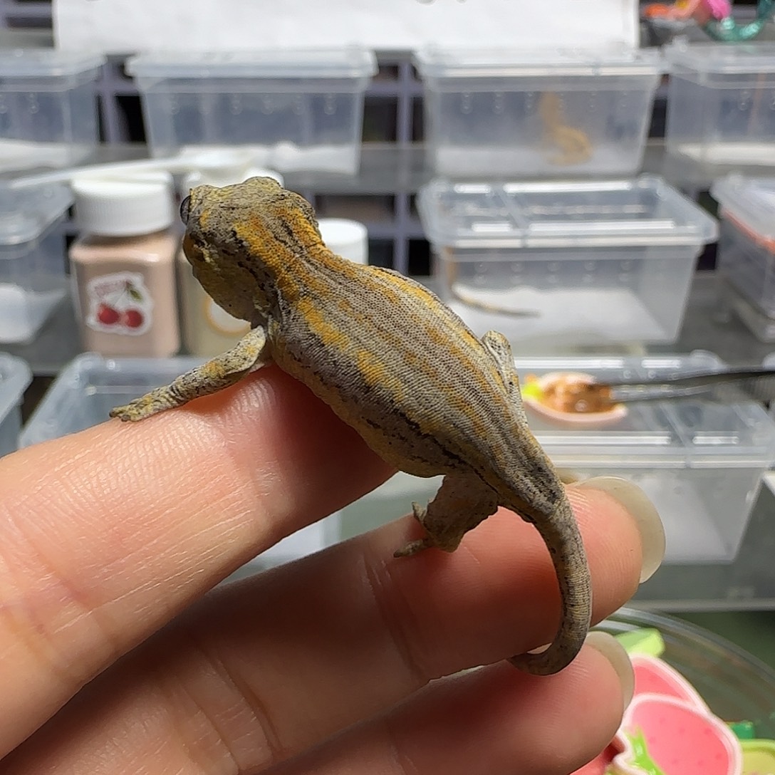 盖勾亚守宫盖勾亚大幼