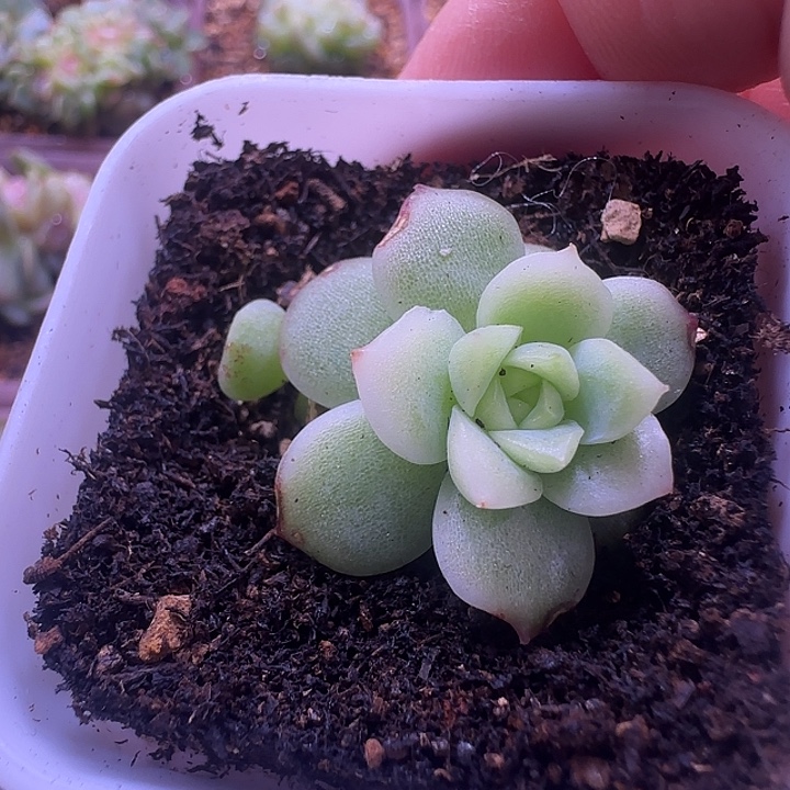 白釉单头开播福利