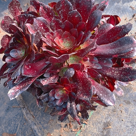 525花纳多肉植物
