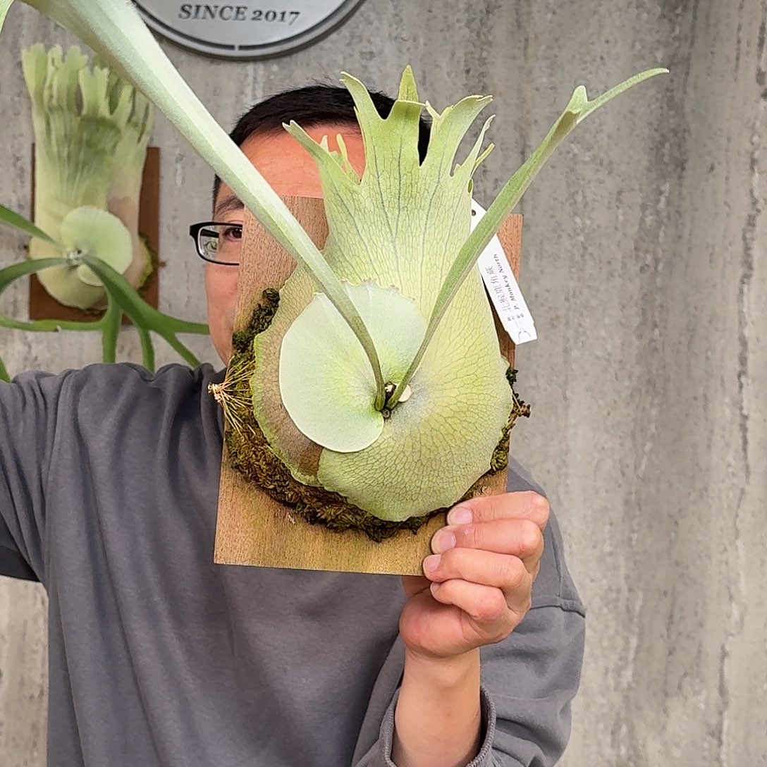 完全开放北猴鹿角蕨春野花园