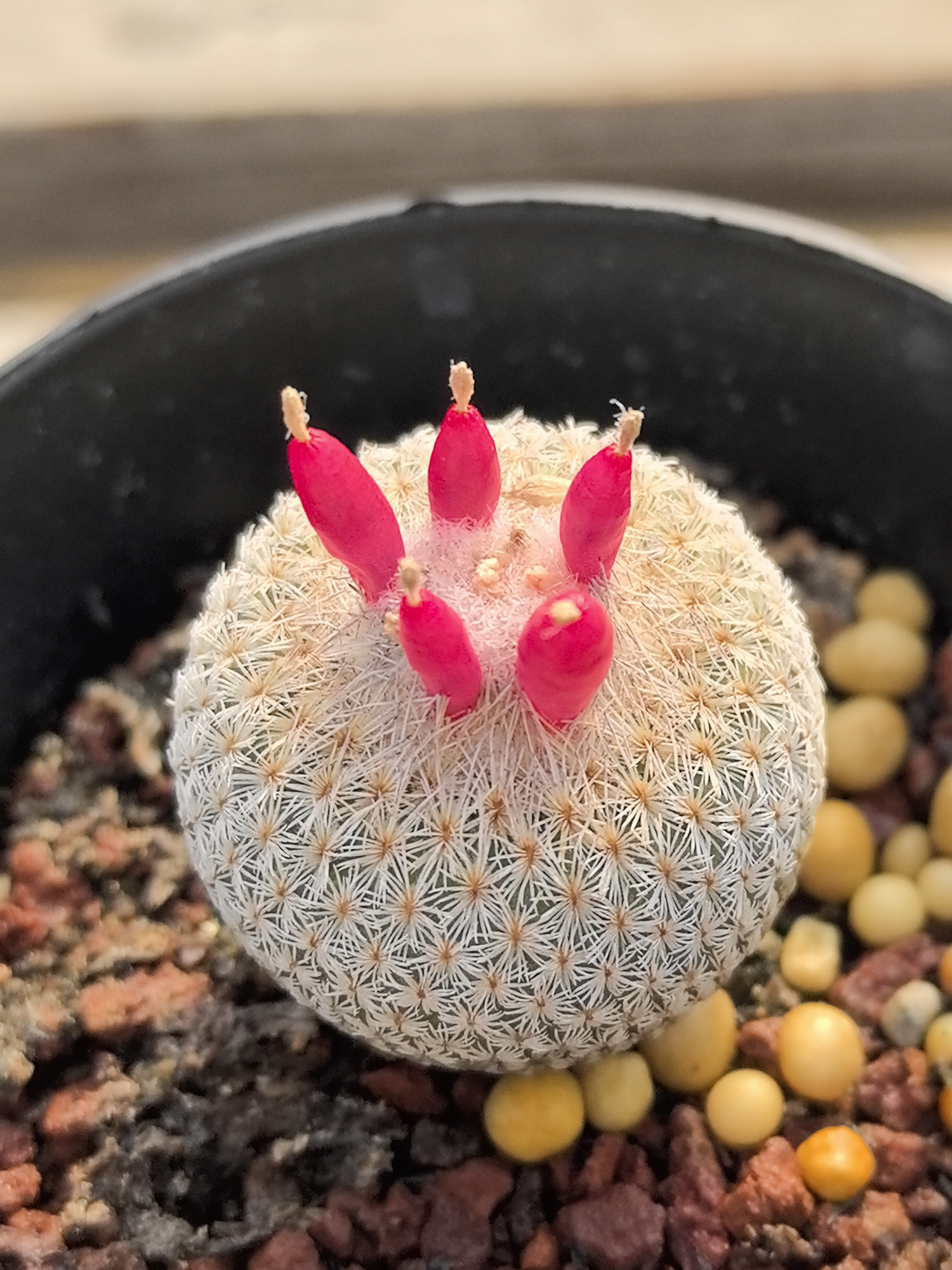 月世界  实生根仙人球发货随机