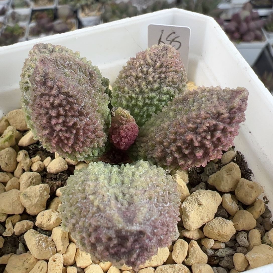 实生单头纯木质桩多肉植物水泡